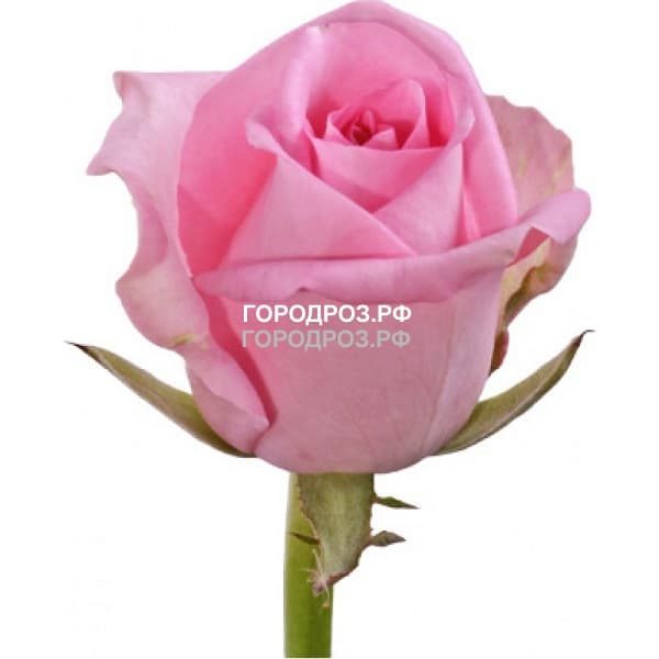 Розовые розы_Россия 20 шт