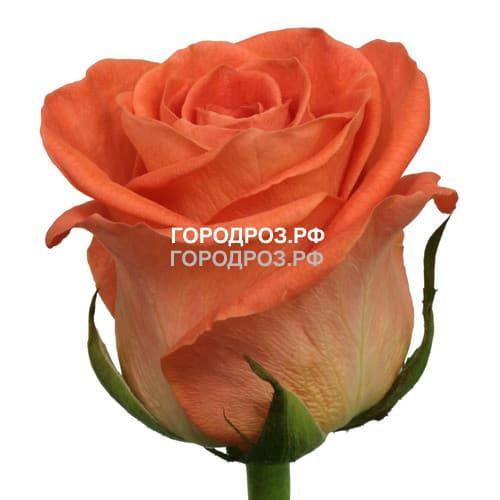 Коралловые розы_Россия 20 шт