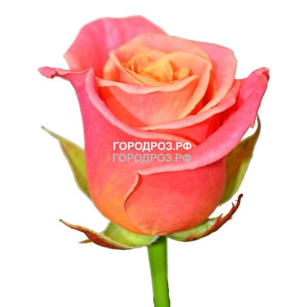 Персиковые розы_Россия 20 шт
