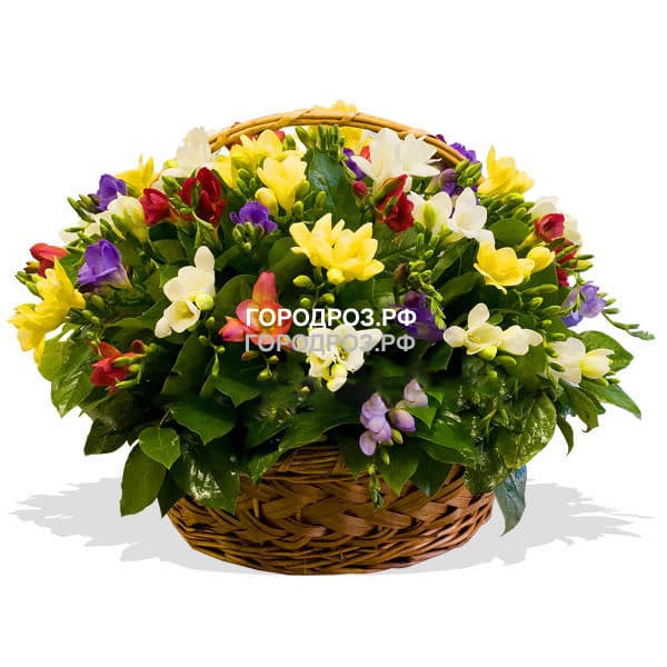 Корзина с фрезией разноцветной