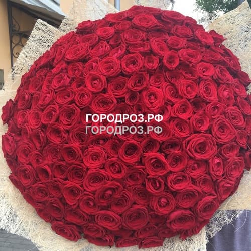 Букет из 151 красной розы