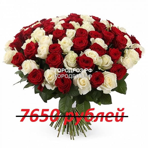 Букет из 85 красных и белых роз